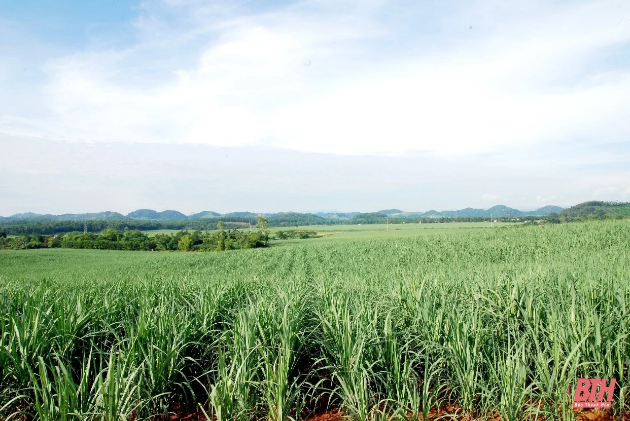 Vùng mía Lam Sơn tăng tốc “gặt tín chỉ carbon”