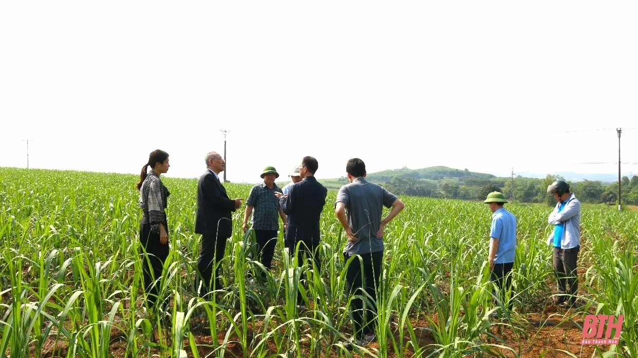 Vùng mía Lam Sơn tăng tốc “gặt tín chỉ carbon”