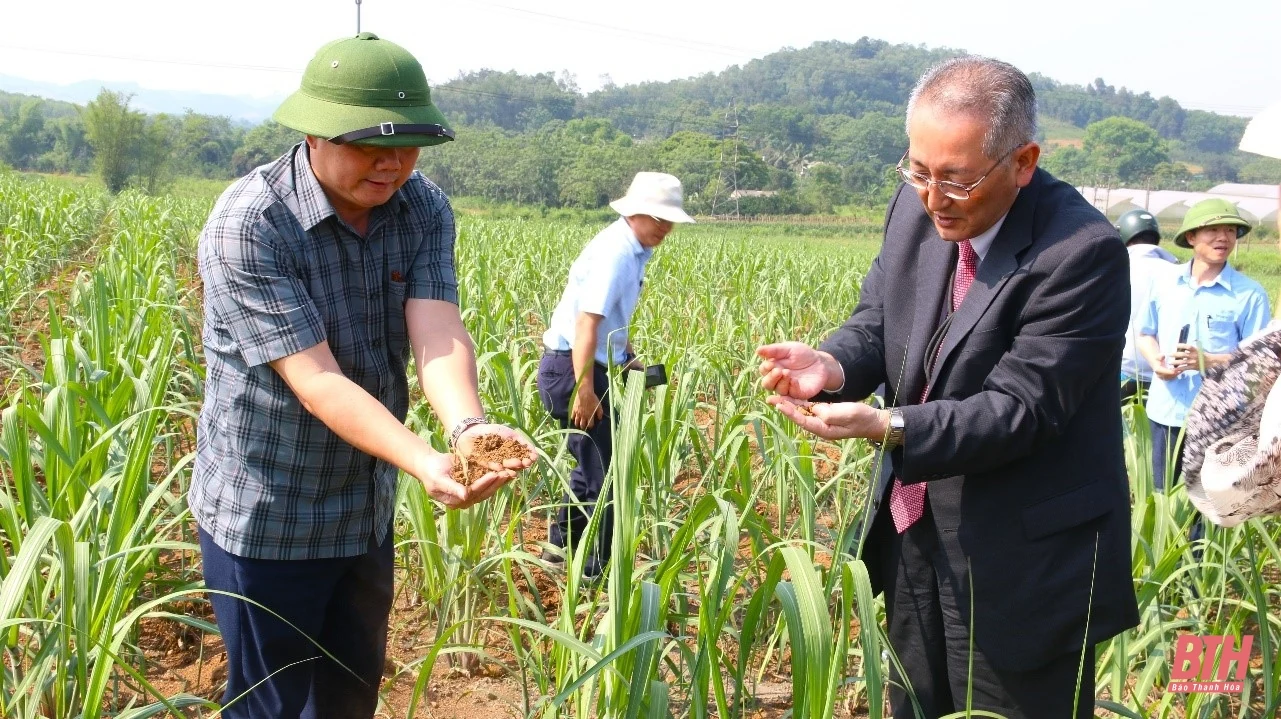 Vùng mía Lam Sơn tăng tốc “gặt tín chỉ carbon”