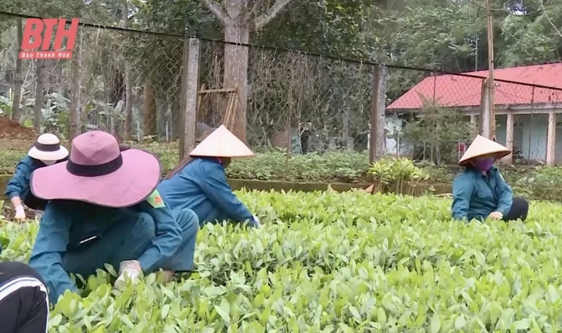 Ứng dụng KH&CN trong sản xuất lâm nghiệp