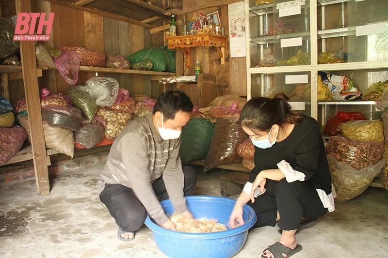 Bản Dao thoát nghèo nhờ cây dược liệu