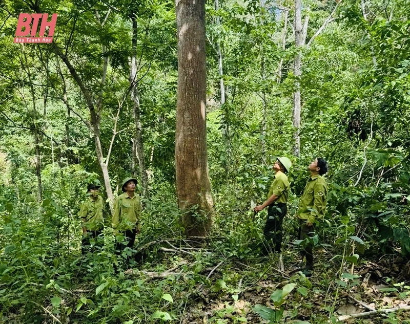 Ban Quản lý rừng phòng hộ Mường Lát tăng cường giữ rừng trong mùa nắng nóng