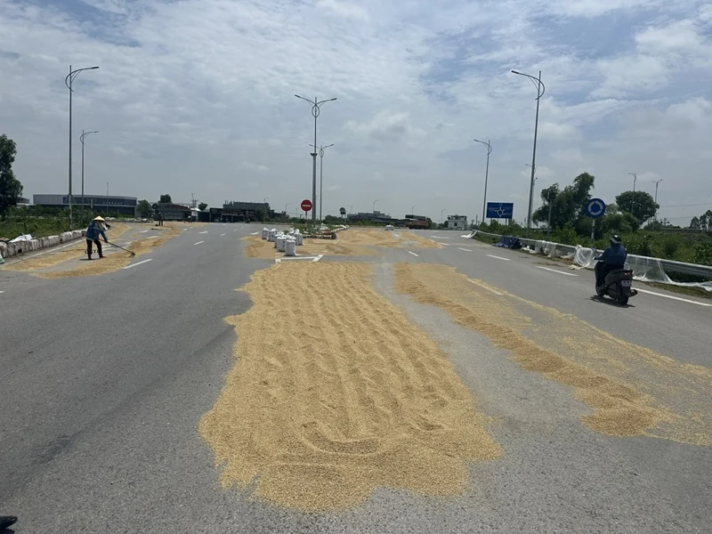 Tiềm ẩn nguy cơ mất an toàn giao thông từ việc phơi lúa trên đường