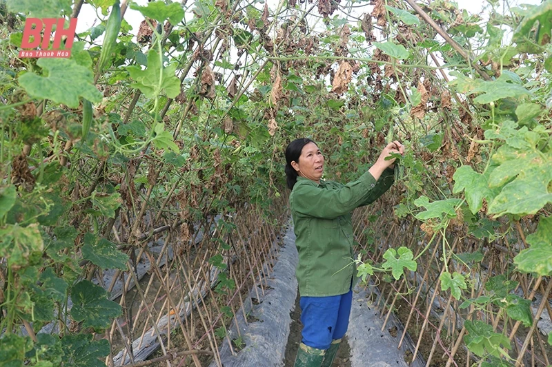 Nâng cao trình độ sản xuất nông nghiệp cho người dân