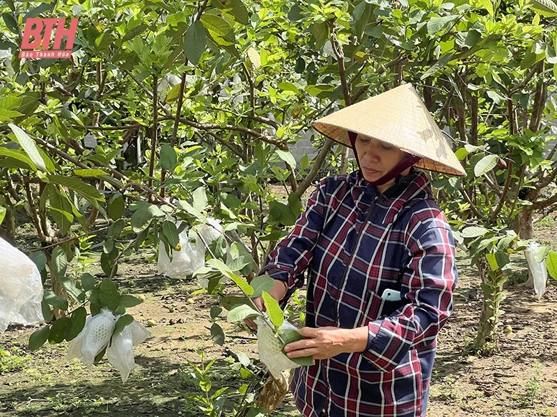 Khơi dậy phong trào làm vườn cho người dân nông thôn