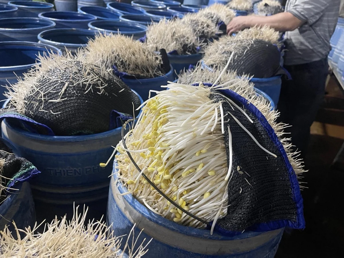 Viện Khoa học hình sự Bộ Công an xác định hoá chất ủ giá đỗ nguy hại sức khoẻ