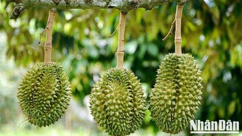 Cục Hải quan chỉ đạo ưu tiên thông quan nông sản, đặc biệt là sầu riêng chính vụ