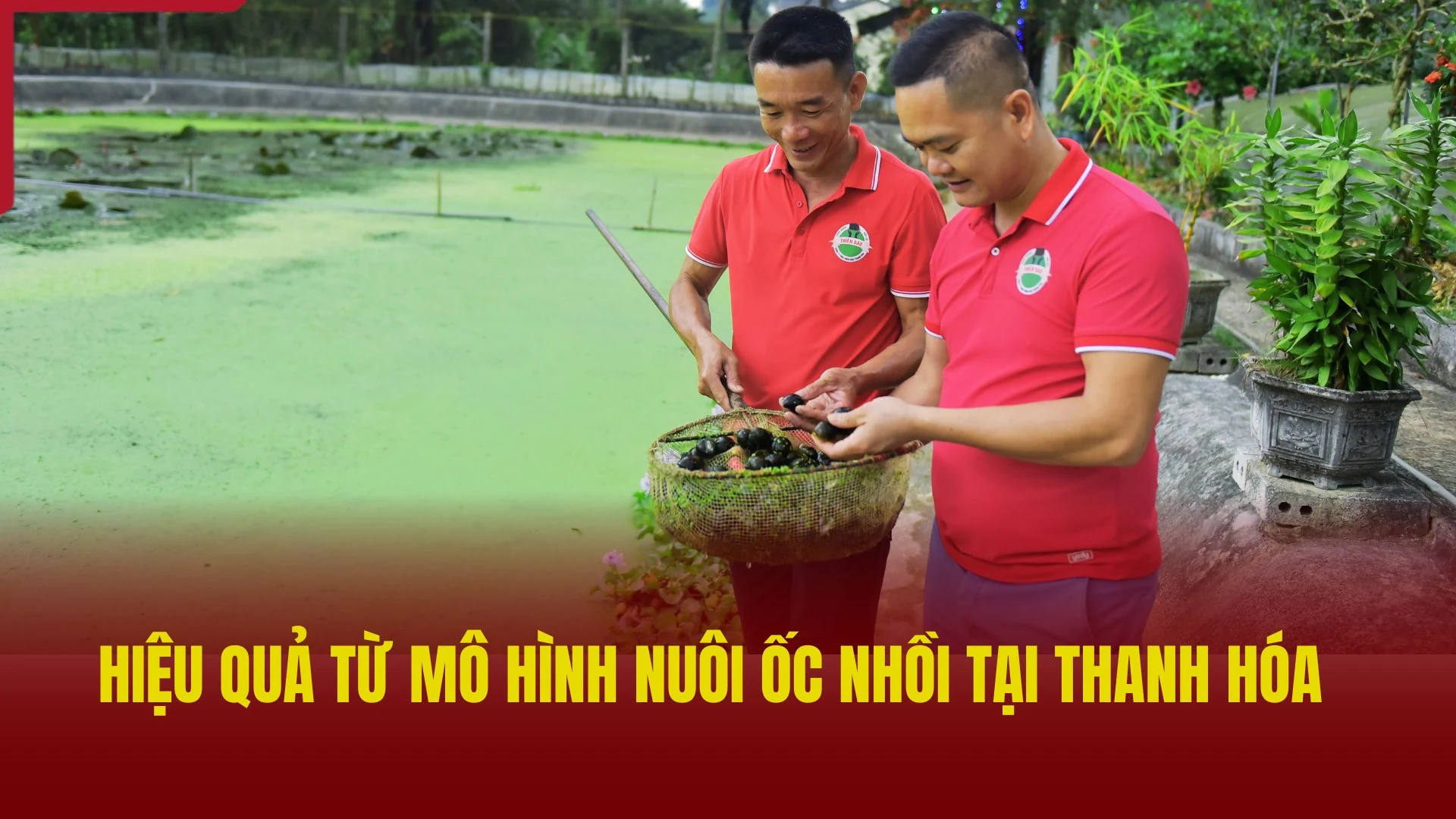 Hiệu quả từ mô hình nuôi ốc nhồi tại Thanh Hóa