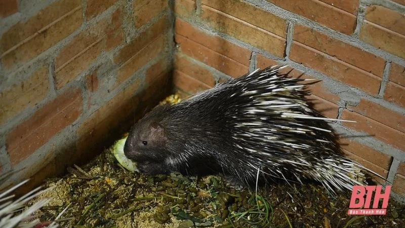 Nông nghiệp xanh, sinh kế bền vững