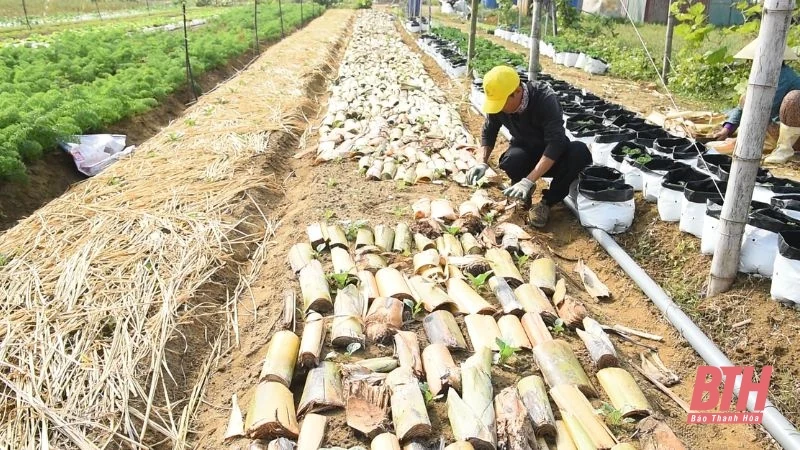 Nông nghiệp xanh, sinh kế bền vững