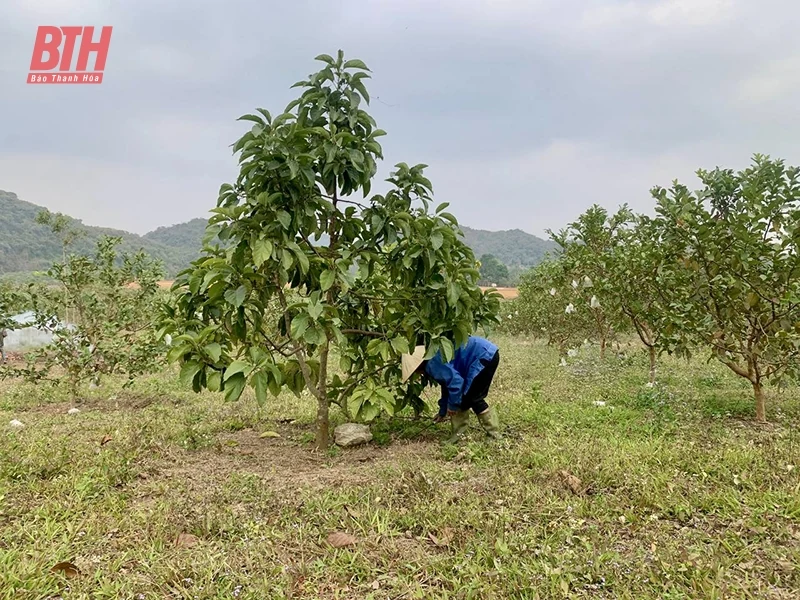 Mở đường đưa cây “vàng xanh” về đồng đất xứ Thanh