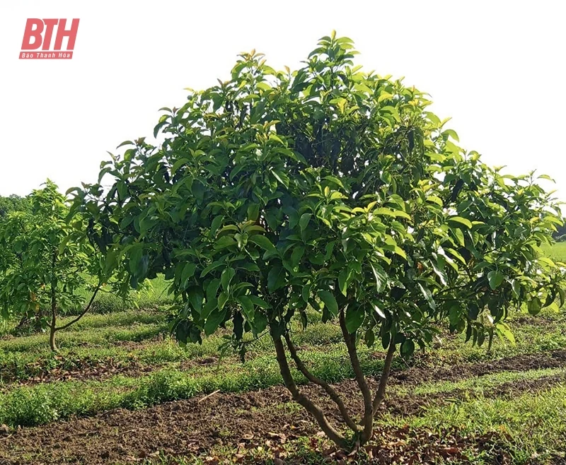 Mở đường đưa cây “vàng xanh” về đồng đất xứ Thanh