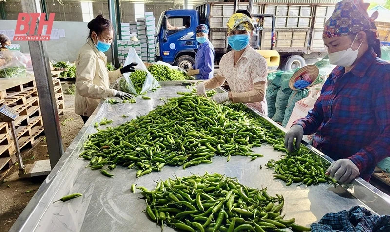 Đẩy mạnh chế biến sâu sản phẩm rau quả