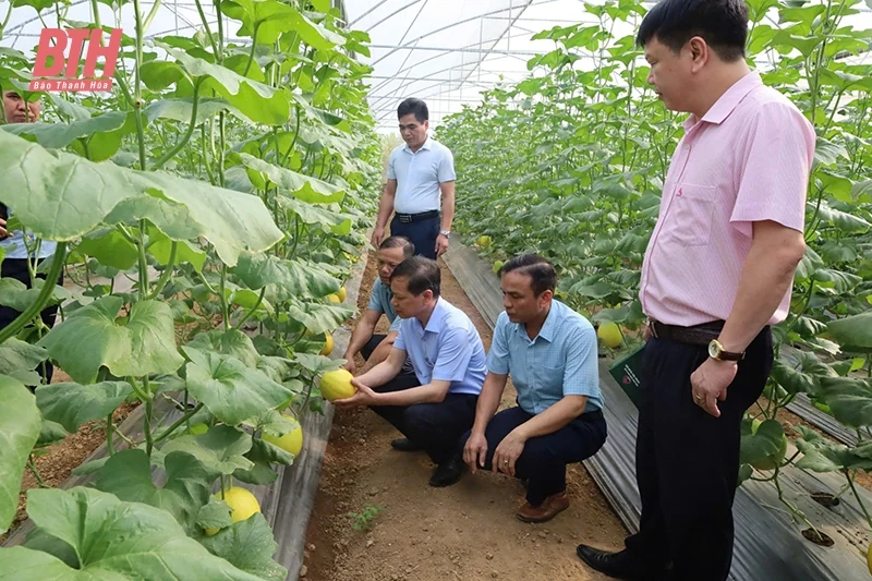 Nông dân vùng dân tộc thiểu số và miền núi vượt khó làm giàu