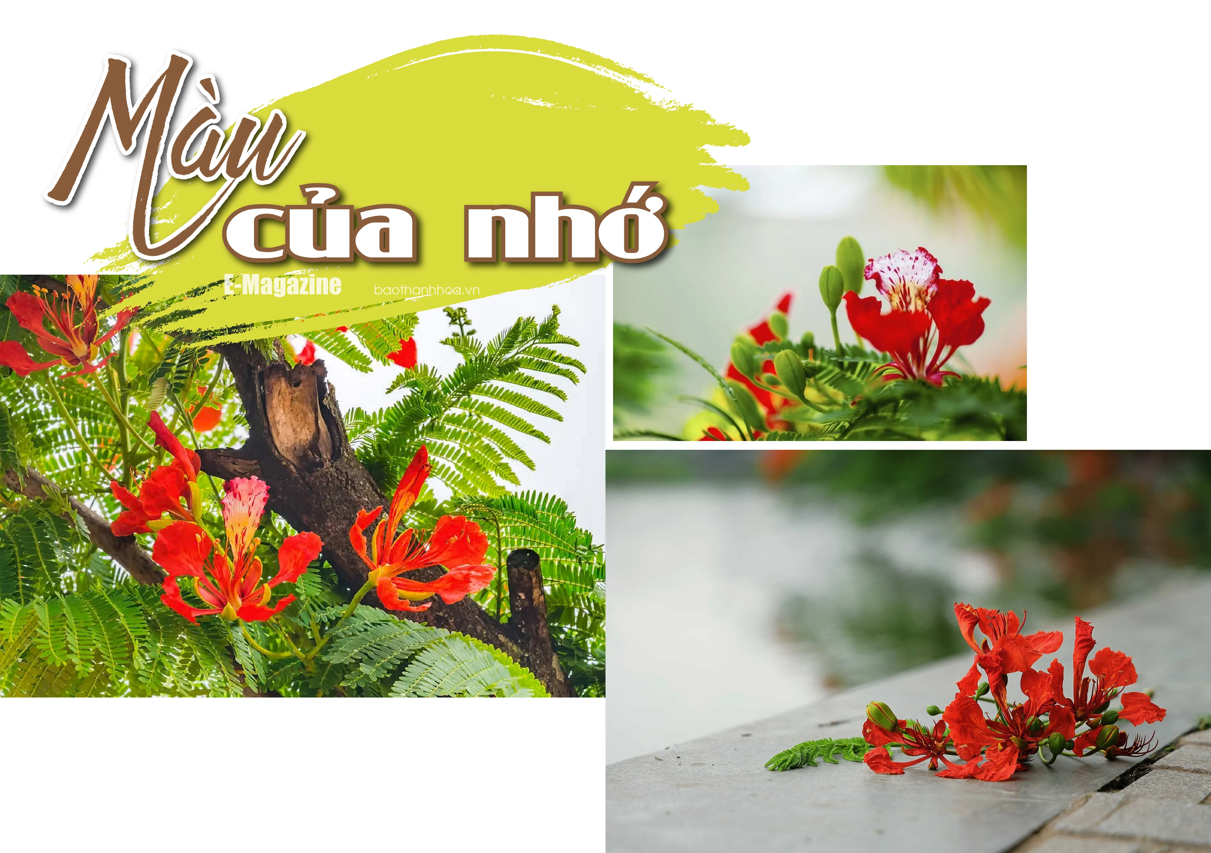 [E-magazin]: Màu của nhớ