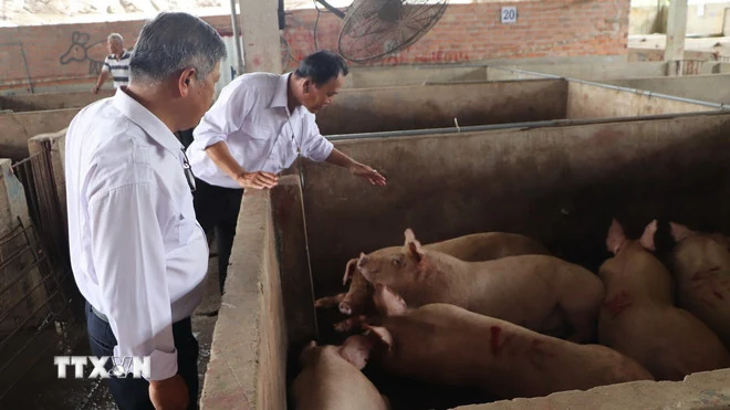 Sự thật về hình ảnh lợn nhiễm bệnh lan truyền trên mạng xã hội