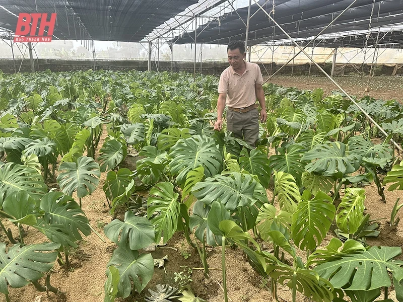 Xây dựng chuỗi liên kết sản xuất và tiêu thụ nông sản