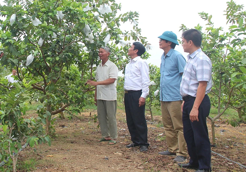 Khai mở đất hoang ven núi Dương Lăng