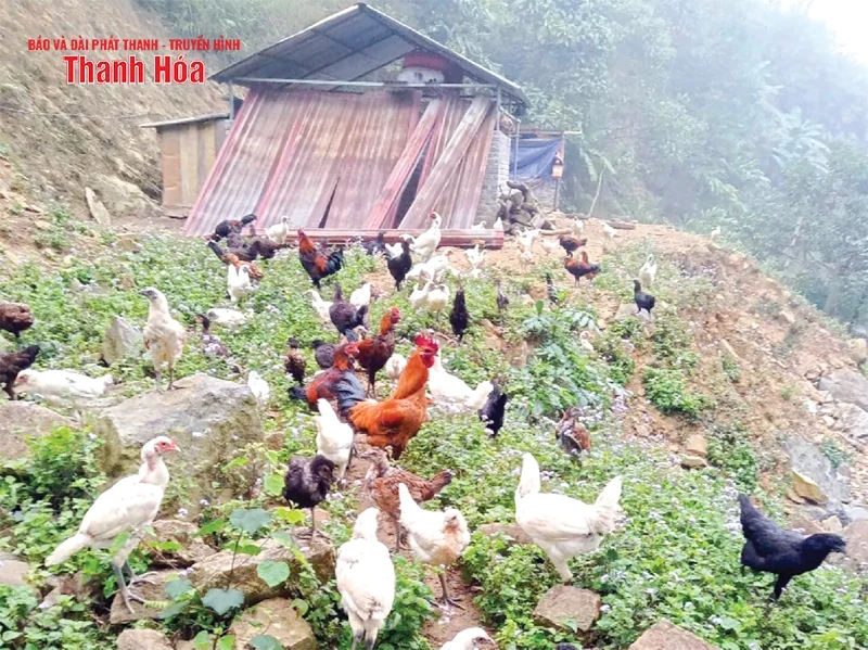 Người Mông làm sản phẩm OCOP