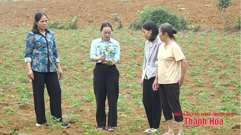 Phòng, chống bệnh khảm lá sắn