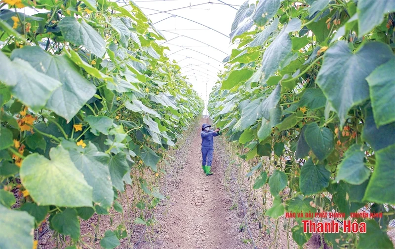 Bảo vệ cây trồng trong mùa nắng nóng