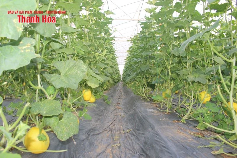 Giá dưa vàng thấp kỷ lục, người dân “treo vườn”