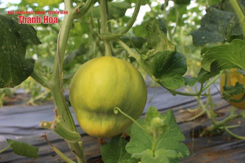 Giá dưa vàng thấp kỷ lục, người dân “treo vườn”