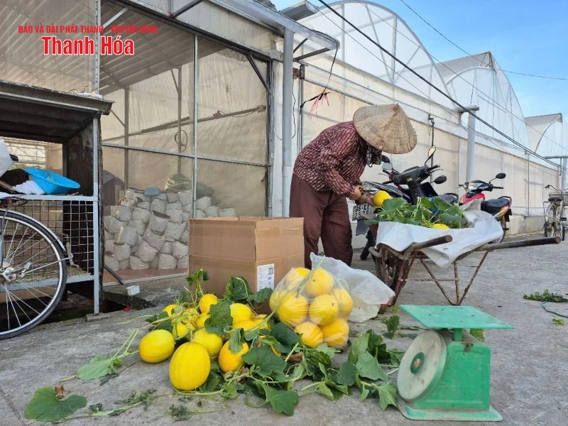 Giá dưa vàng thấp kỷ lục, người dân “treo vườn”