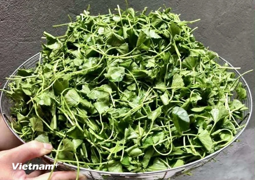 Rau má - thần dược từ thiên nhiên cho làn da khỏe đẹp