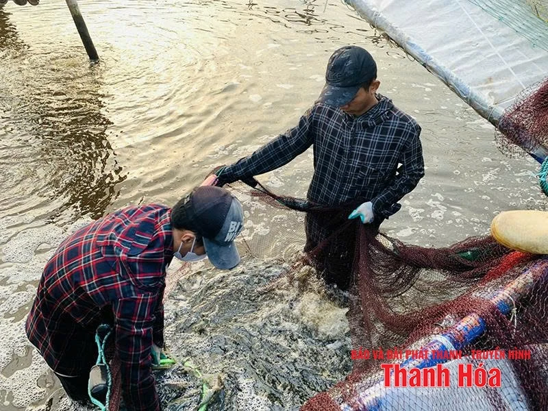 Hiệu quả từ mô hình nuôi trồng thủy sản ở xã Hoằng Châu