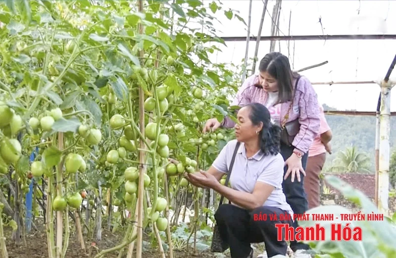 Phát triển bền vững cây trồng khu vực miền núi