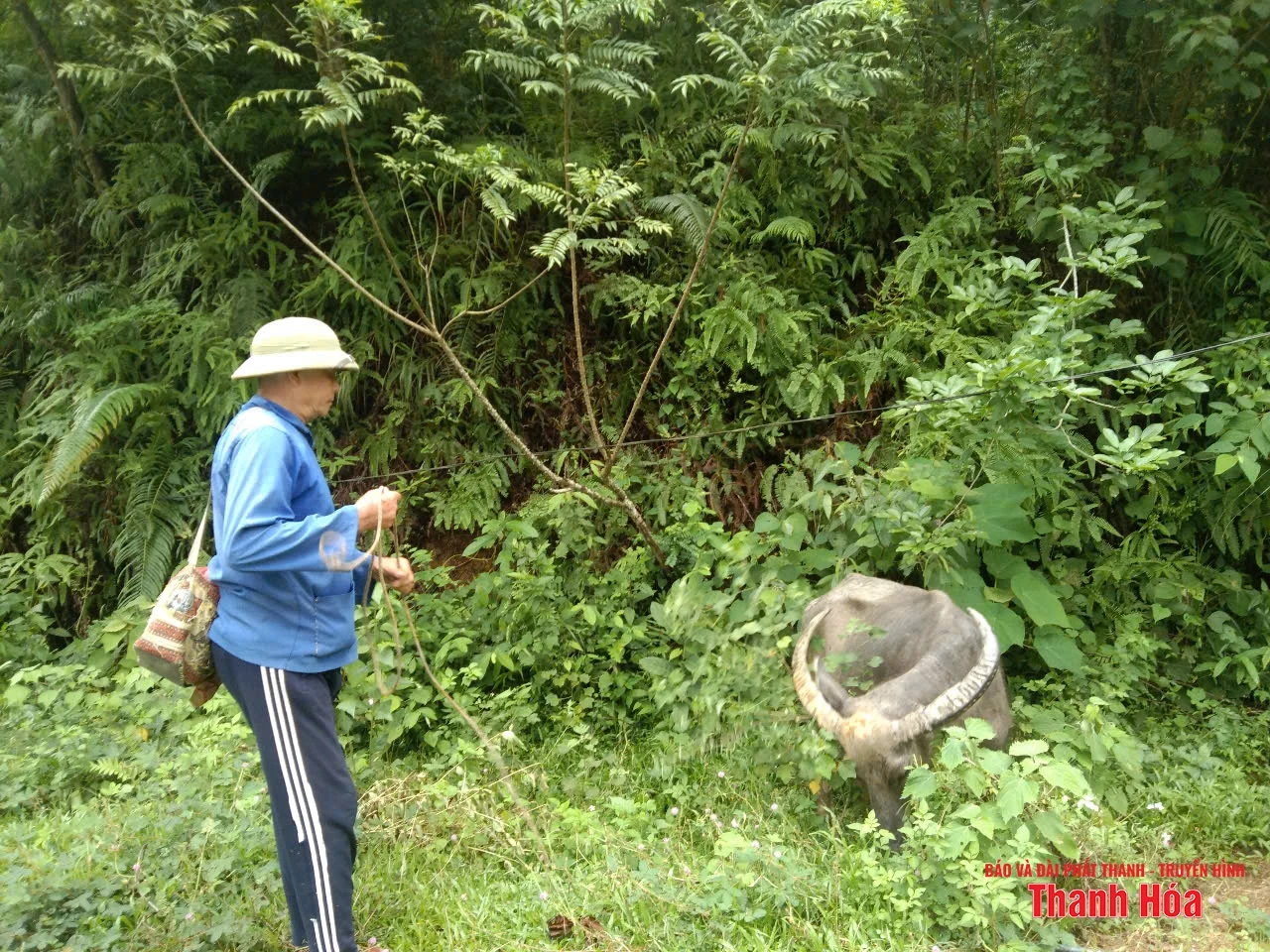 Rừng lát của lão nông trên đồi Chắp Chẵn