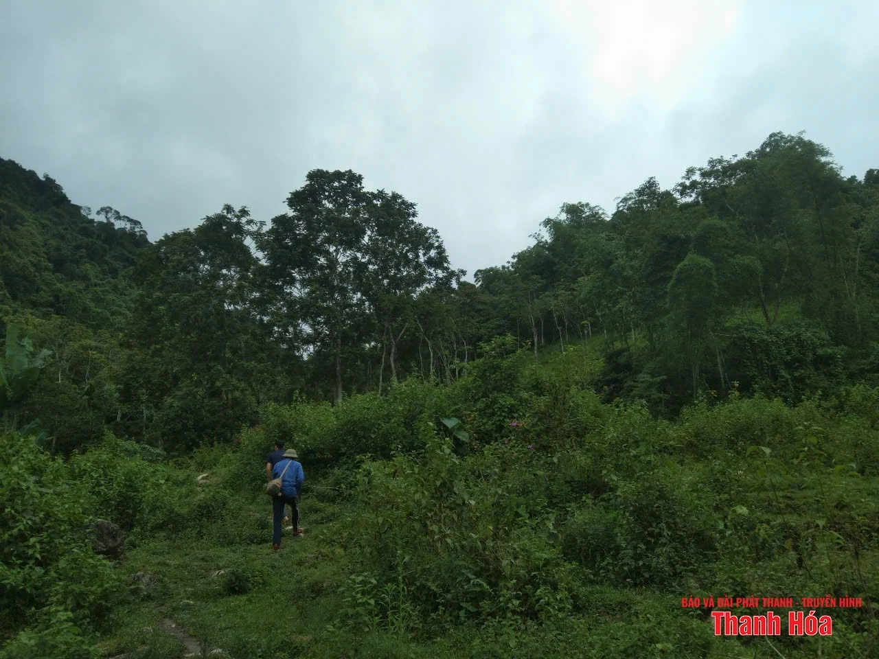 Rừng lát của lão nông trên đồi Chắp Chẵn