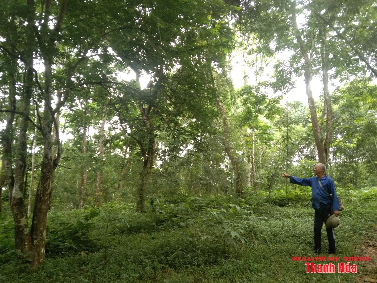 Rừng lát của lão nông trên đồi Chắp Chẵn