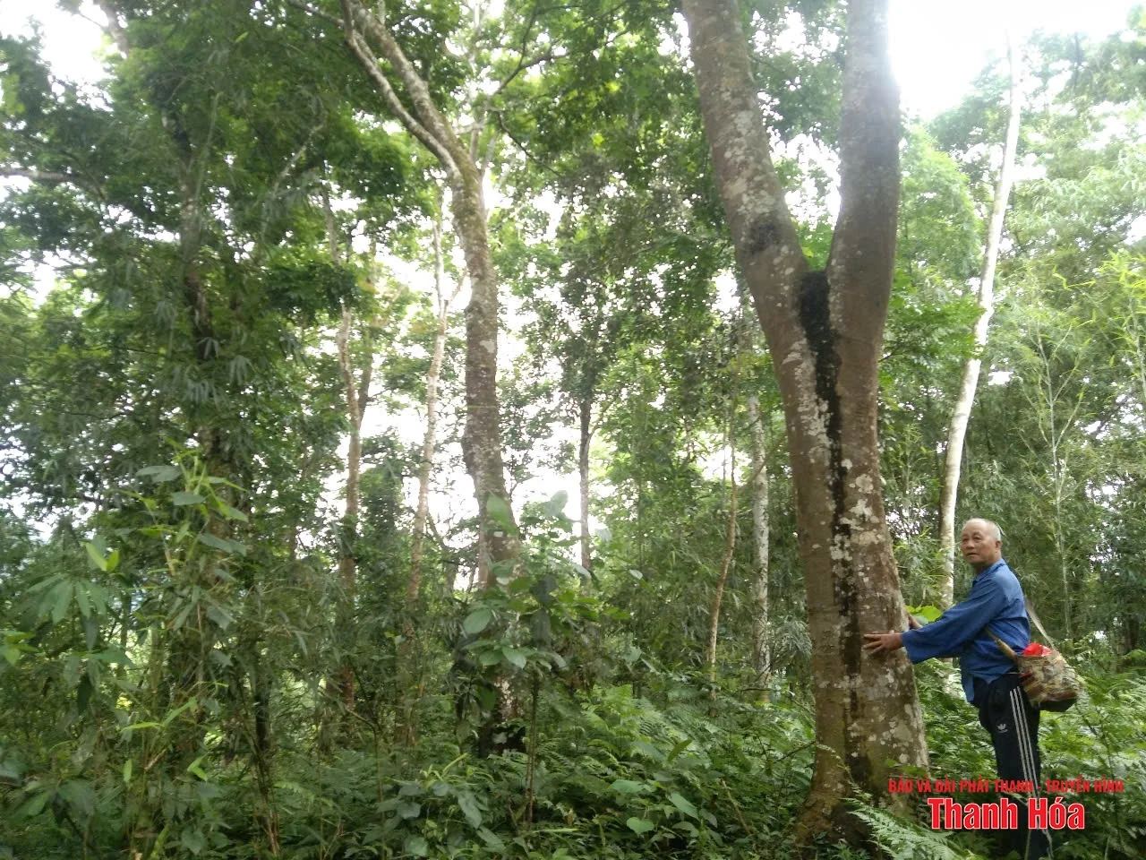 Rừng lát của lão nông trên đồi Chắp Chẵn