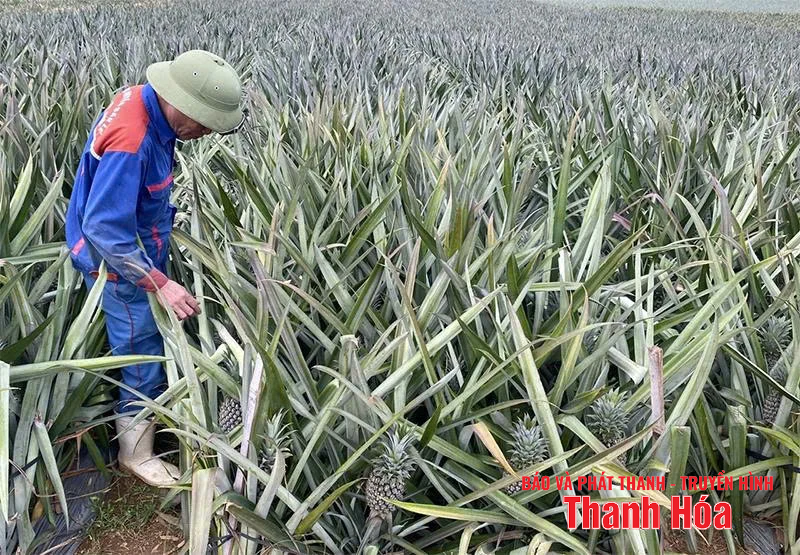 Giá dứa nguyên liệu tăng cao, doanh nghiệp gặp khó