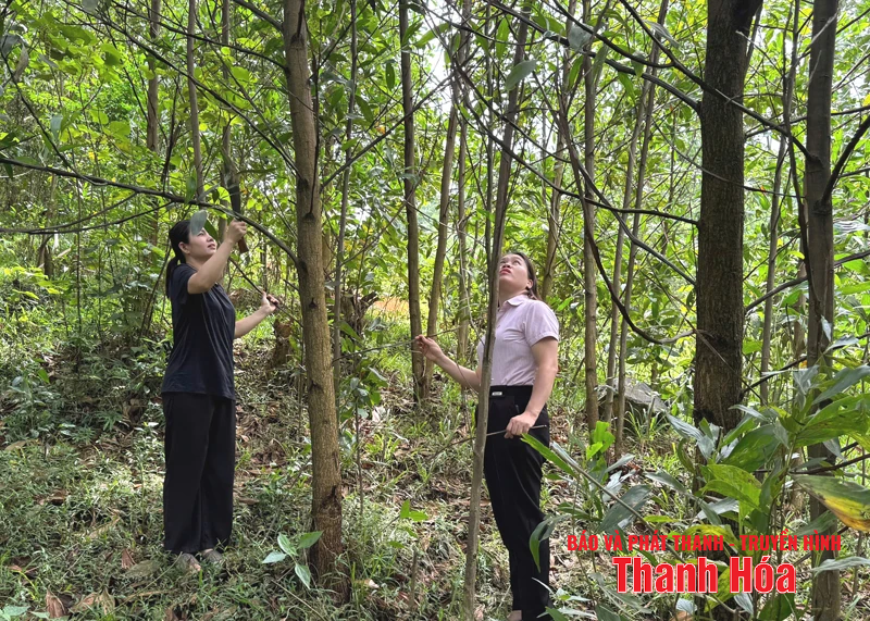 Hiệu quả từ chương trình cho vay trồng rừng