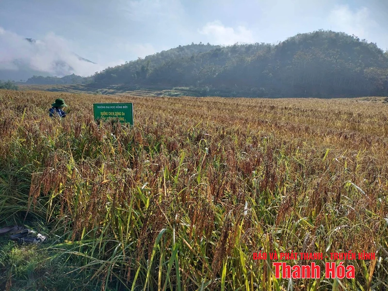 Về vùng lúa nếp Cay Nọi