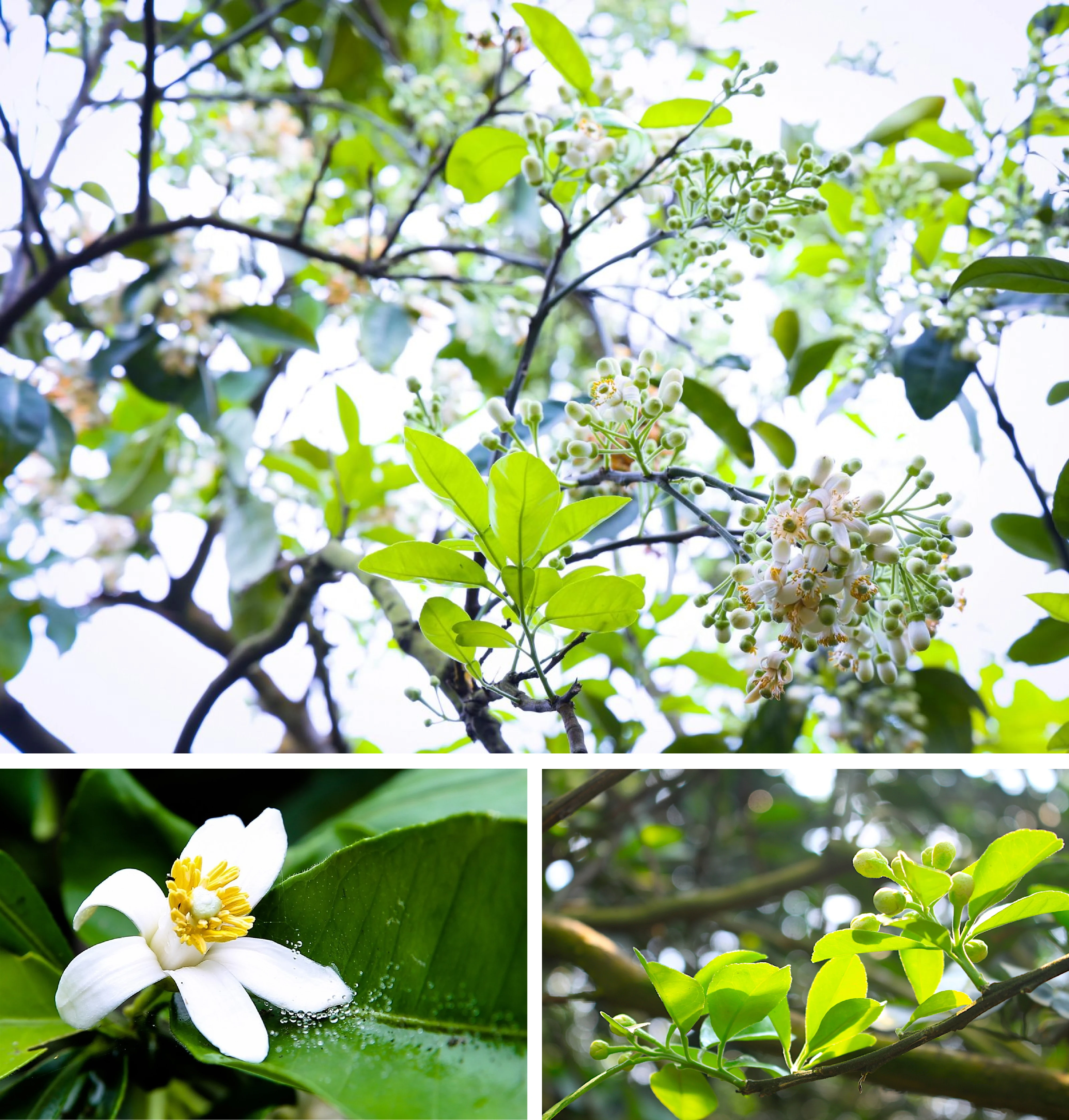 [E-Magazine]: Ngang qua những mùa hoa nở