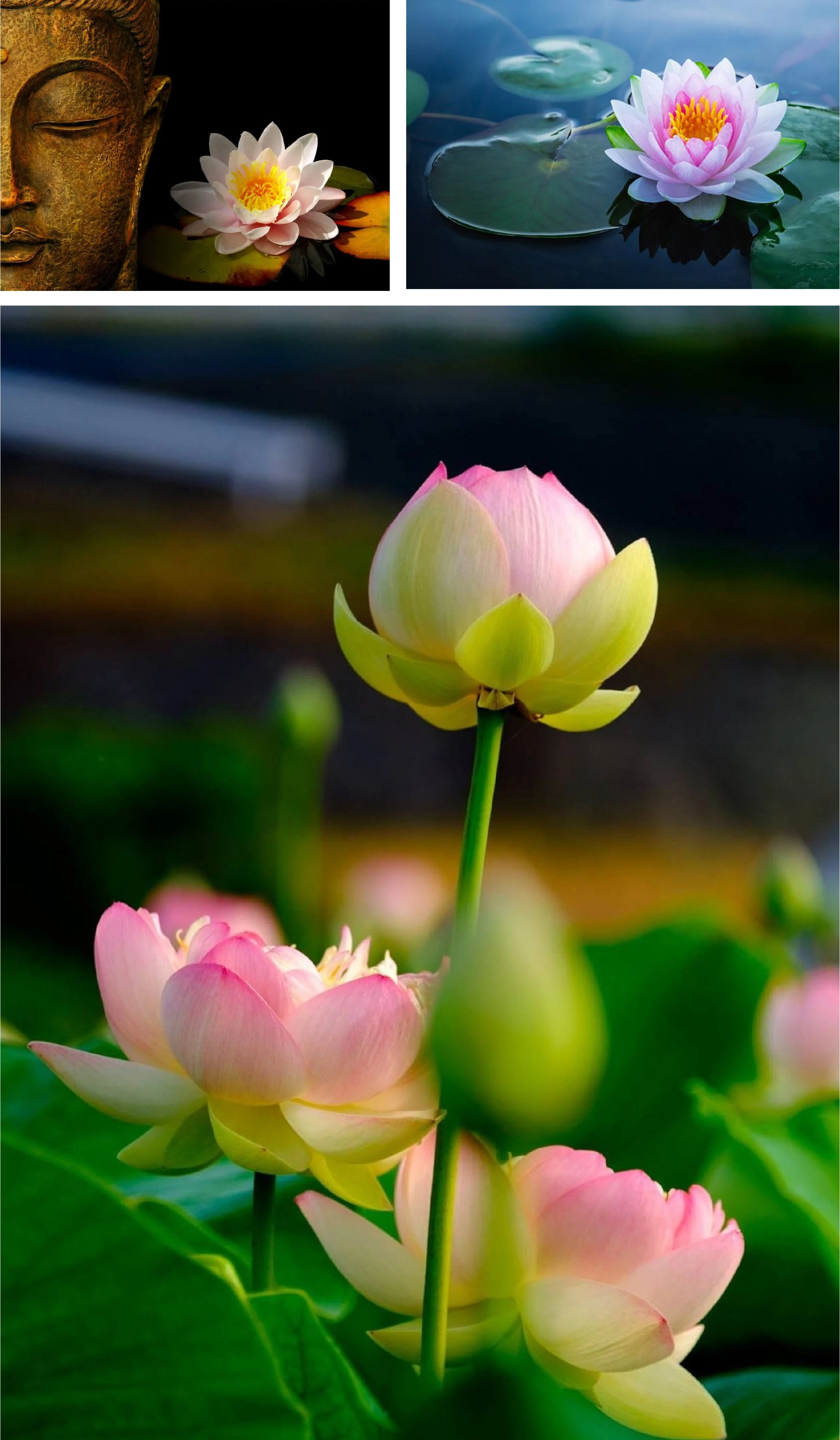 [E-Magazine]: Ngang qua những mùa hoa nở