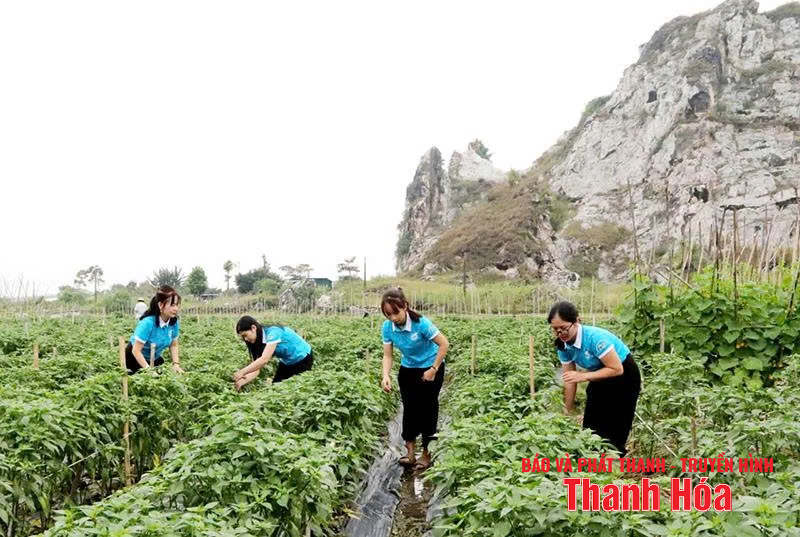 Hỗ trợ HTX do phụ nữ tham gia quản lý