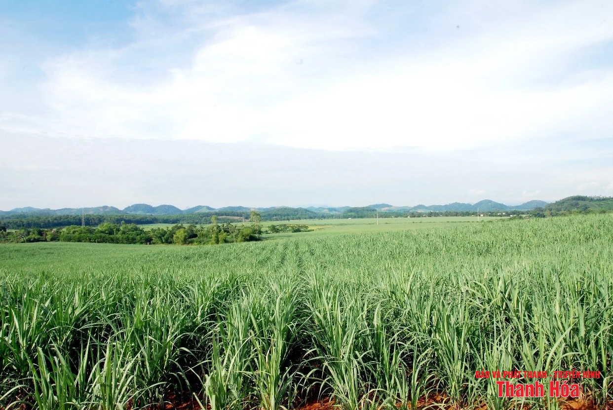 Mát lành từ mía, sảng khoái từ sâm