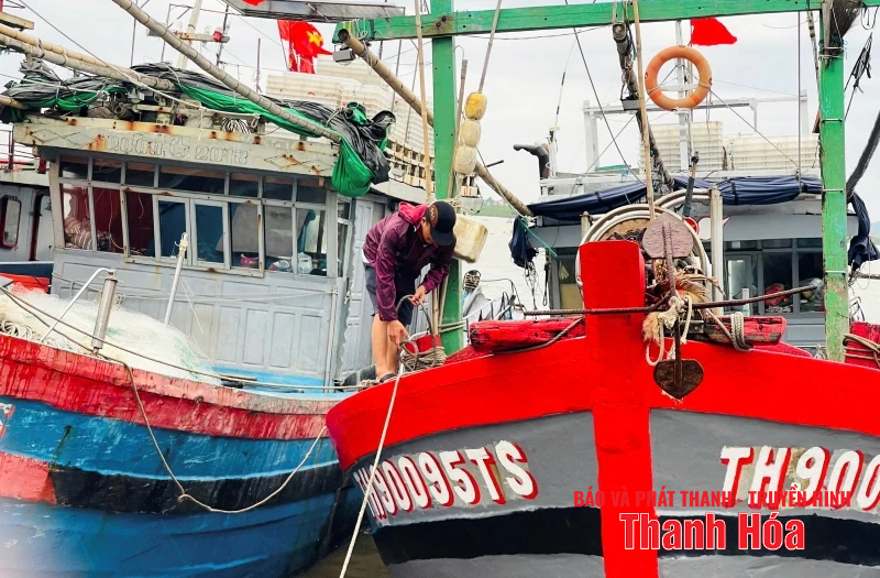 Ngư dân Thanh Hóa khẩn trương đưa tàu thuyền tránh trú bão an toàn