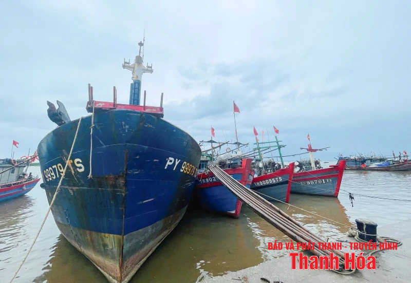 Ngư dân Thanh Hóa khẩn trương đưa tàu thuyền tránh trú bão an toàn