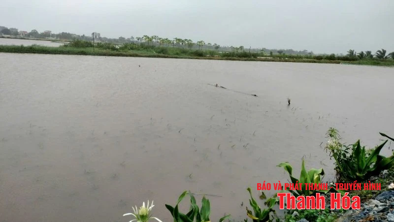 Các địa phương vùng biển Bắc Thanh Hóa: Linh hoạt tiêu úng, bảo vệ sản xuất sau khi bão đổ bộ