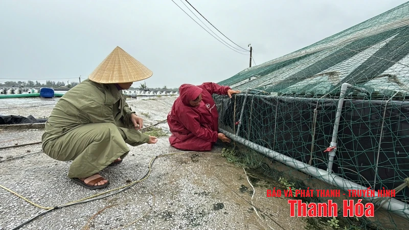 Người nuôi trồng thuỷ sản chủ động ứng phó với mưa, bão