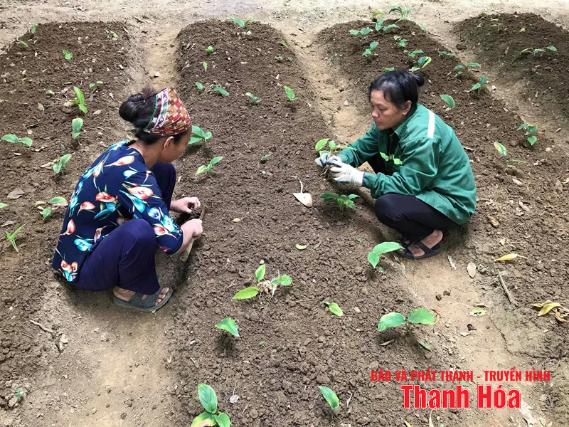 Mở ra “không gian” phát triển dược liệu dưới tán rừng