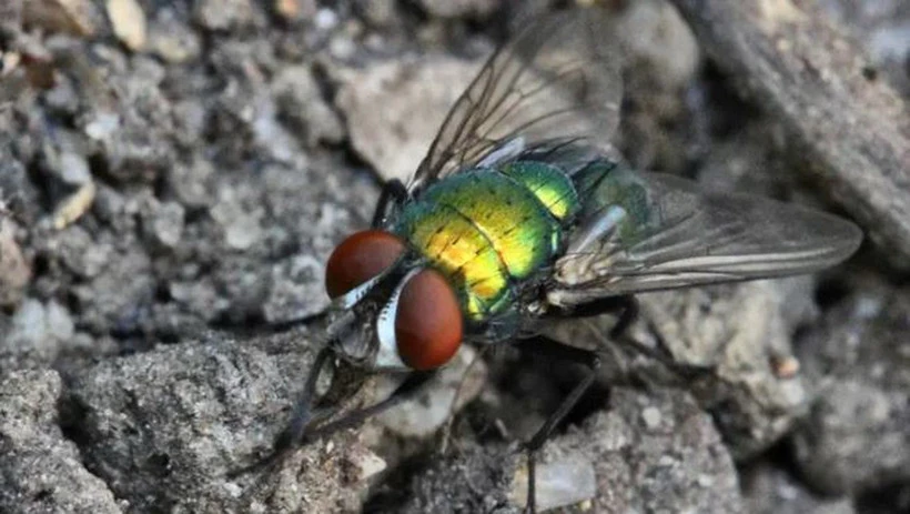 Mexico ghi nhận thêm 31 trường hợp mắc bệnh giòi ăn thịt ở người