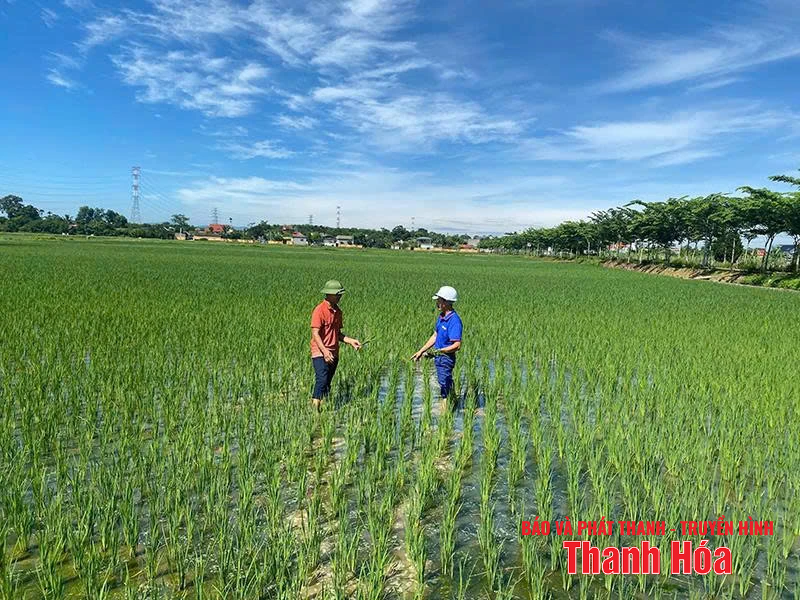 Nhiều khó khăn trong quản lý mã số vùng trồng