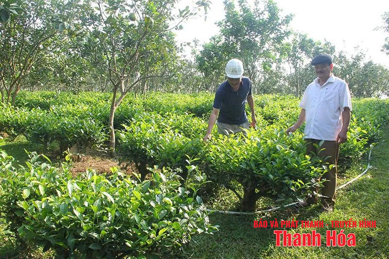 Những điển hình phục hóa vùng đồi